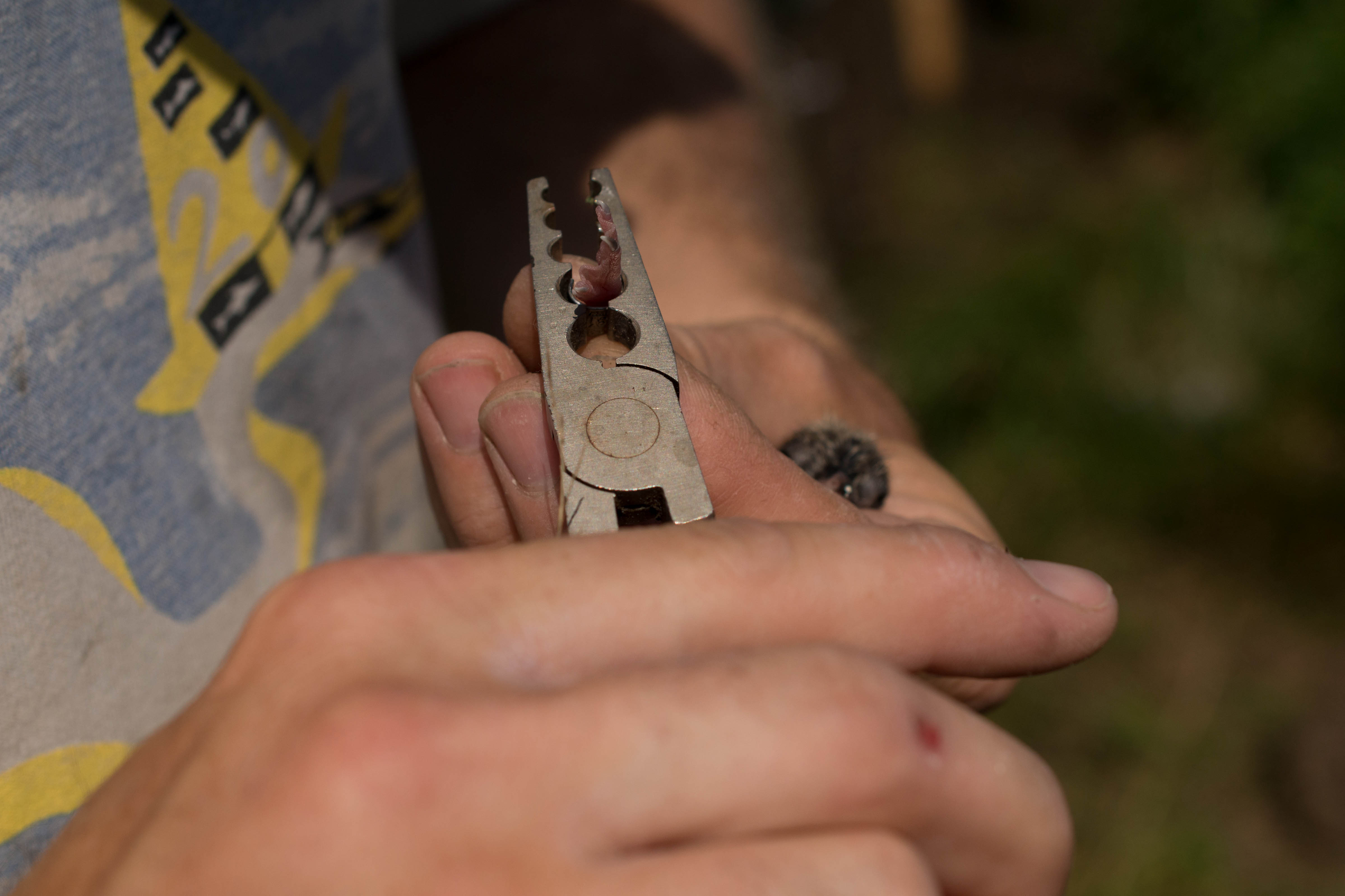 Volunteer banding a bird's leg.