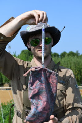 Researcher weighing the bird.