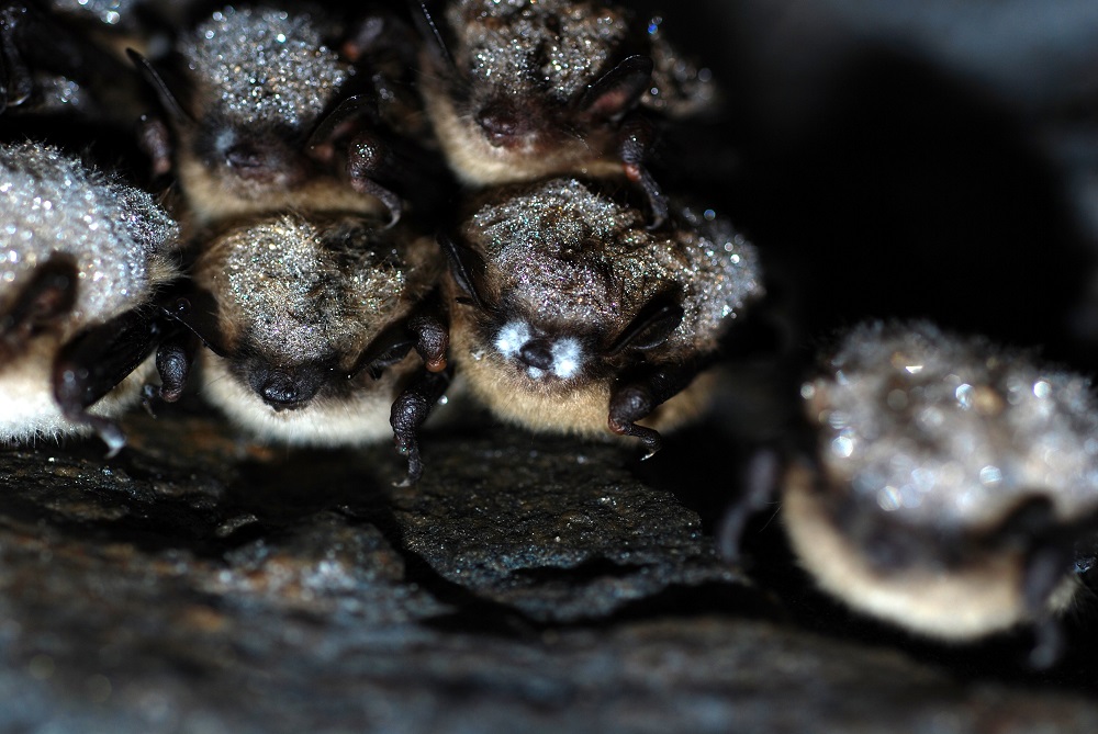 bat with white nose syndrome