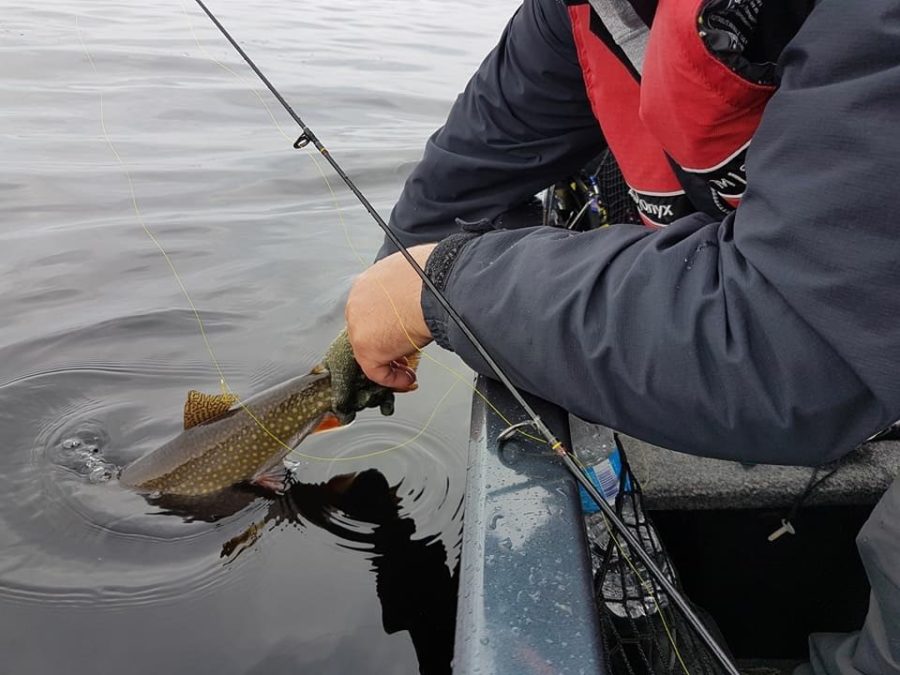 Staff member releasing a tagged fish back into the water.