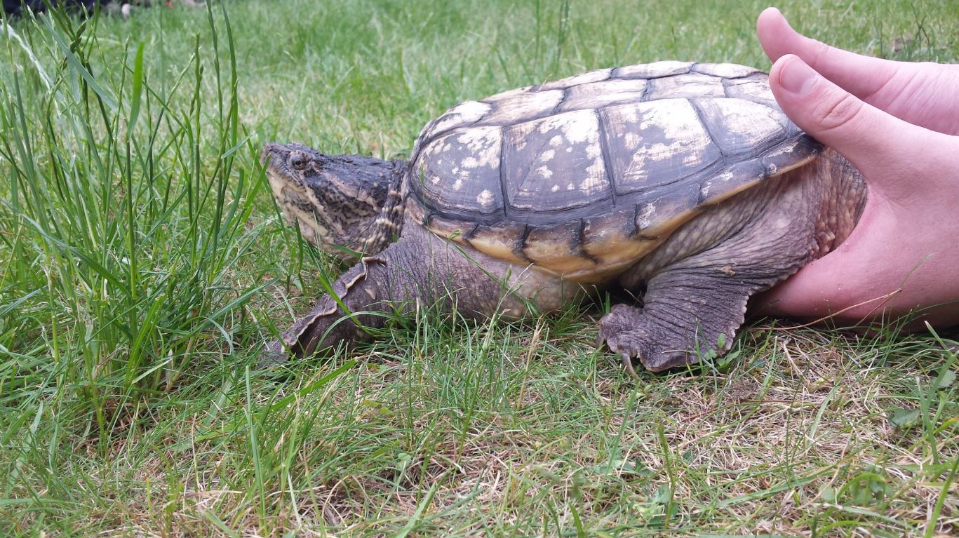 Staff showing public how to hold a turtle.