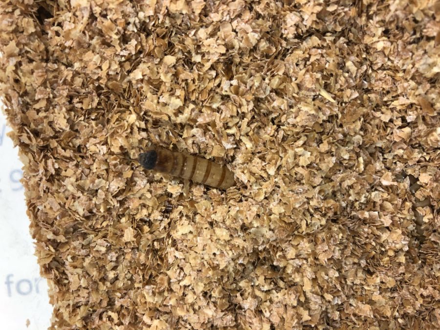 Mealworm.