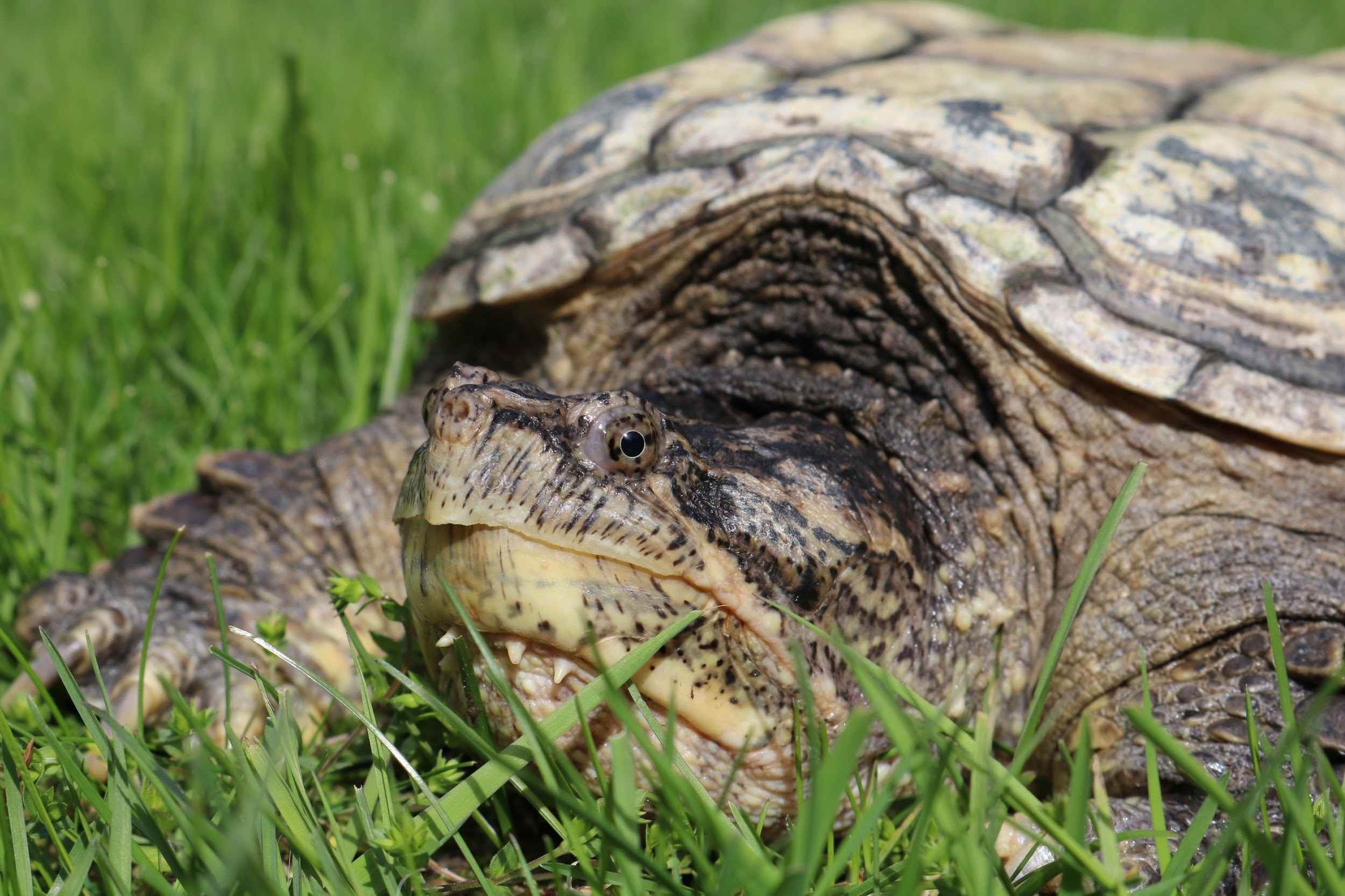 Spike in the grass.