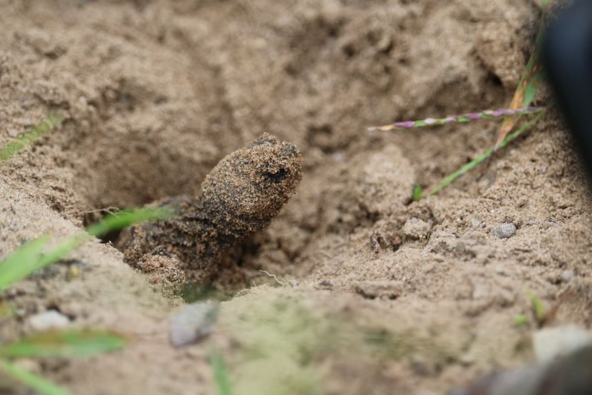 Baby snapping turtle.