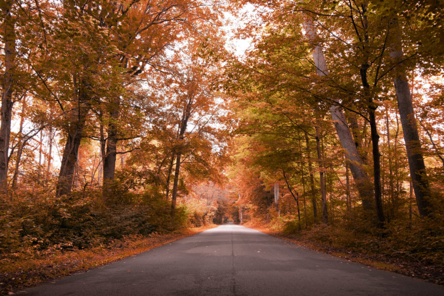 road lined with colourful autumn trees