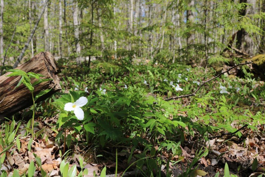 White Trillium.