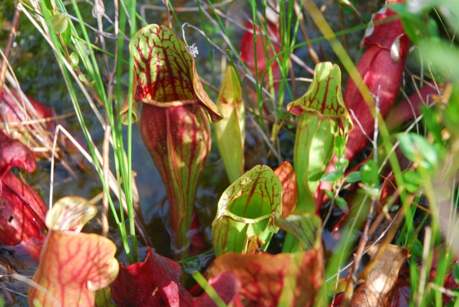 pitcher plant