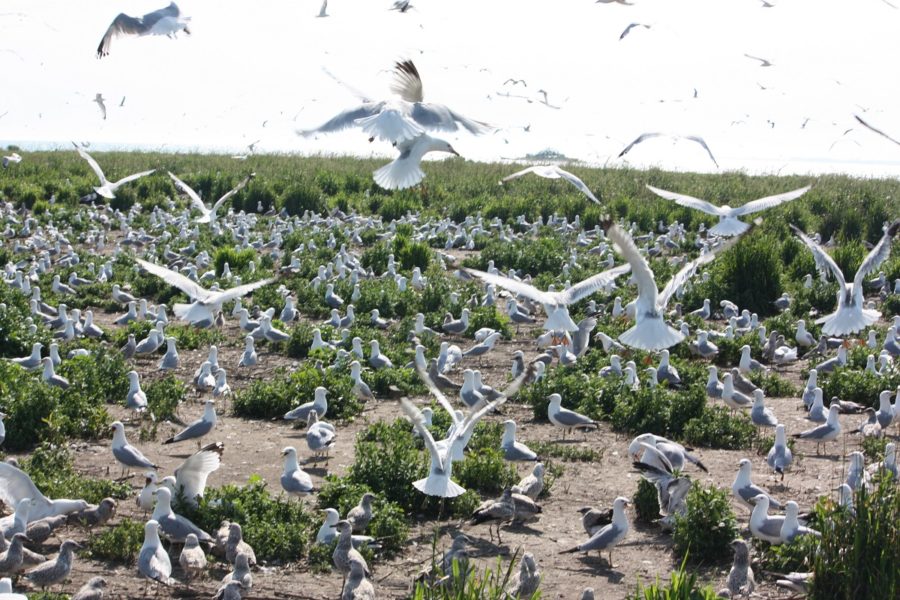 gull island