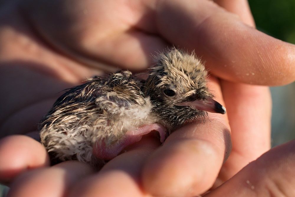 common tern chick