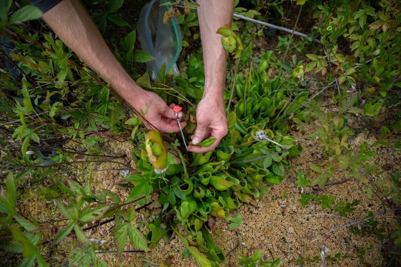 hands collecting plant smaples