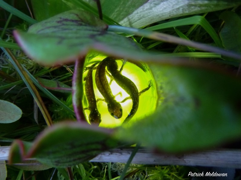 Salamanders being eaten by plants