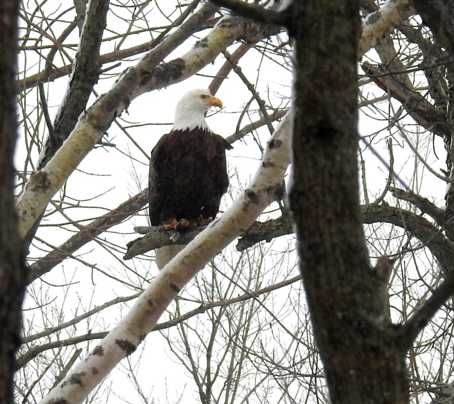 Bald Eagle