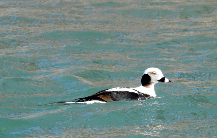 Long-tailed Duck 