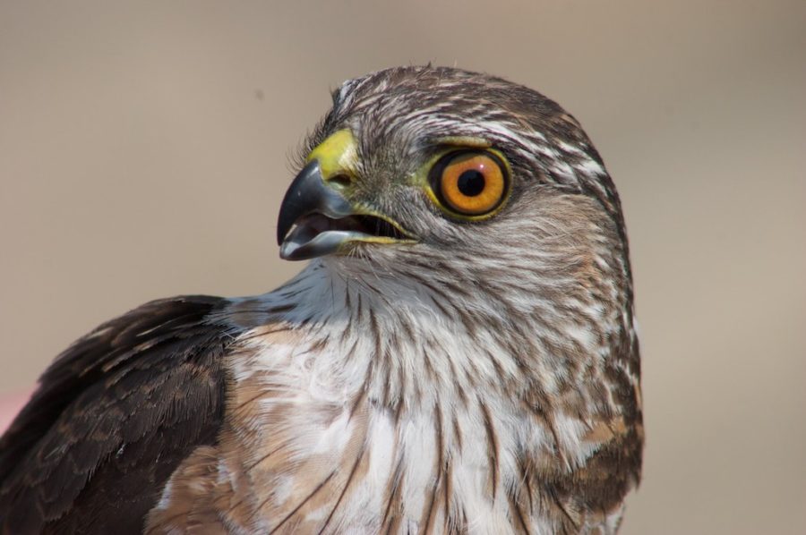 Sharp-shinned Hawk