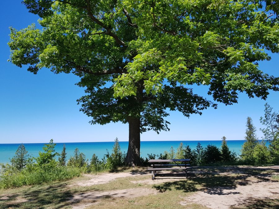 Picnic table under large tree.