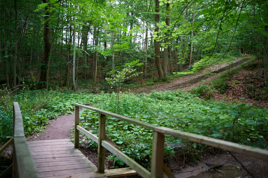 Trail through the forest.