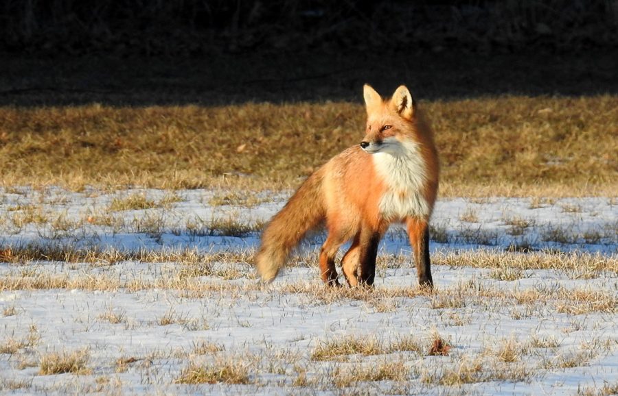 red fox