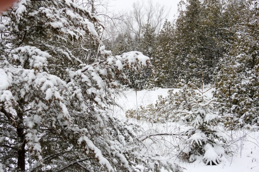 scenic snowy forest