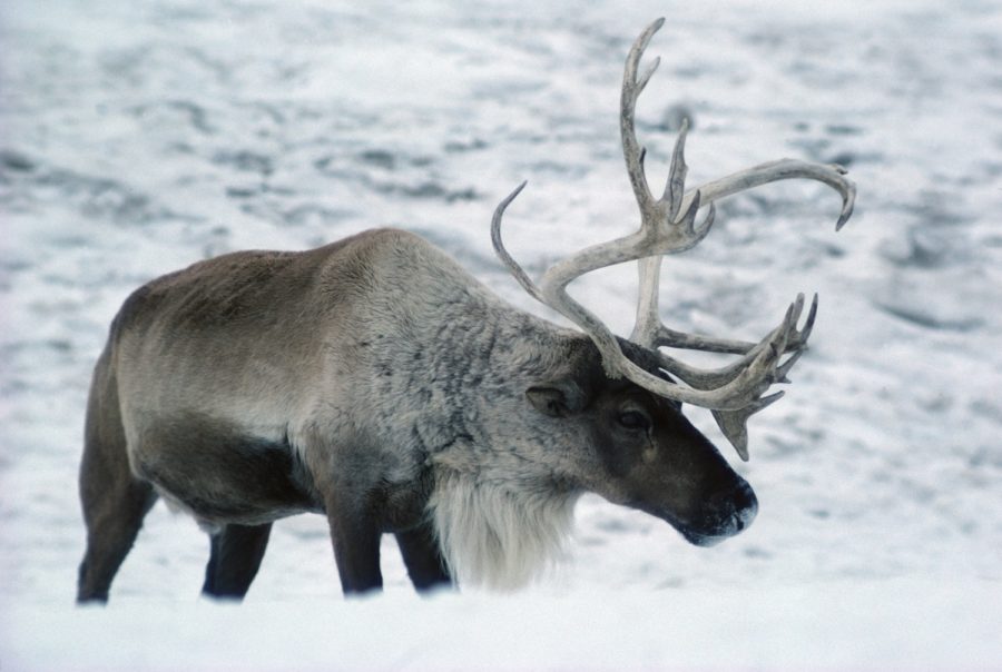 caribou