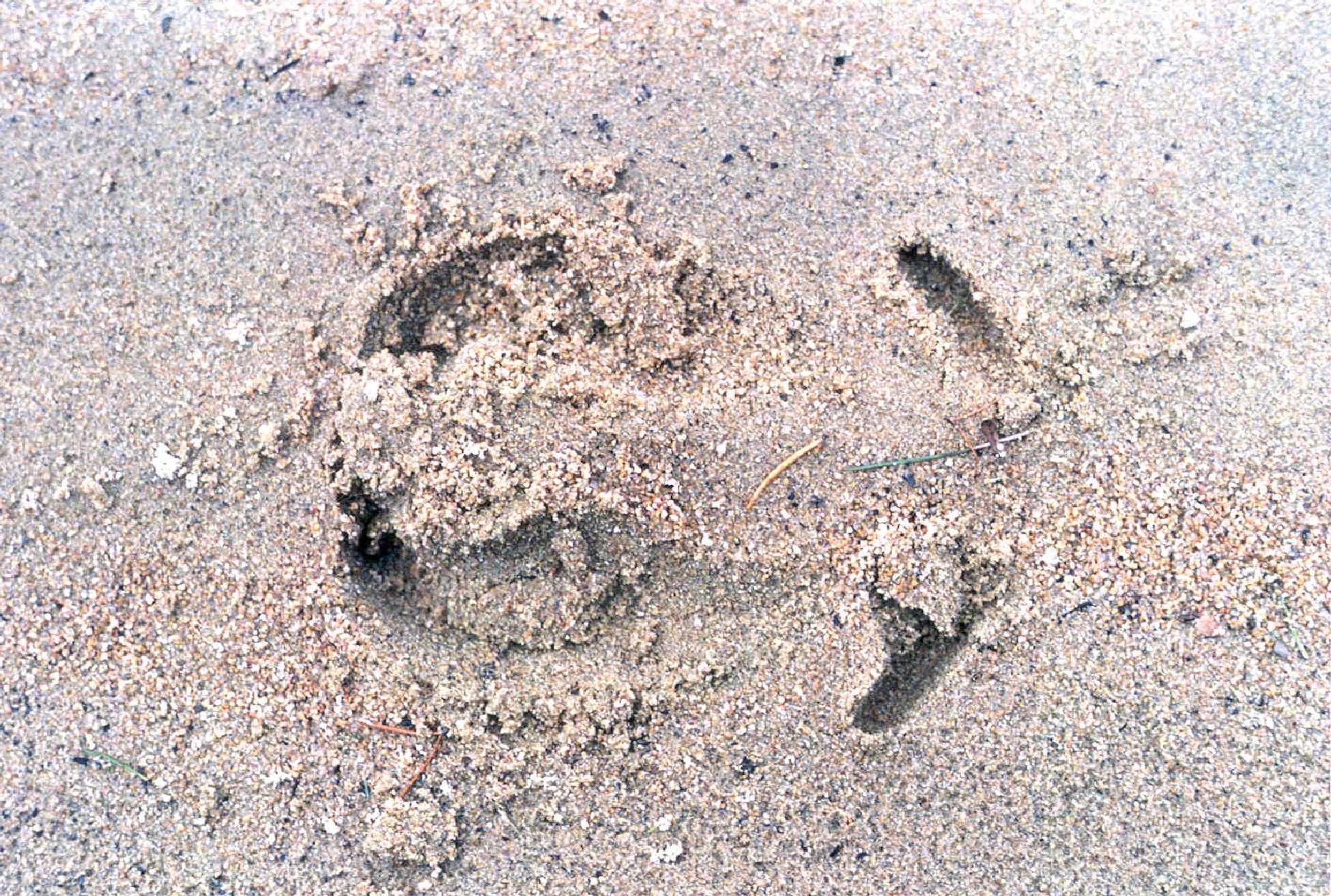 Caribou track in sand