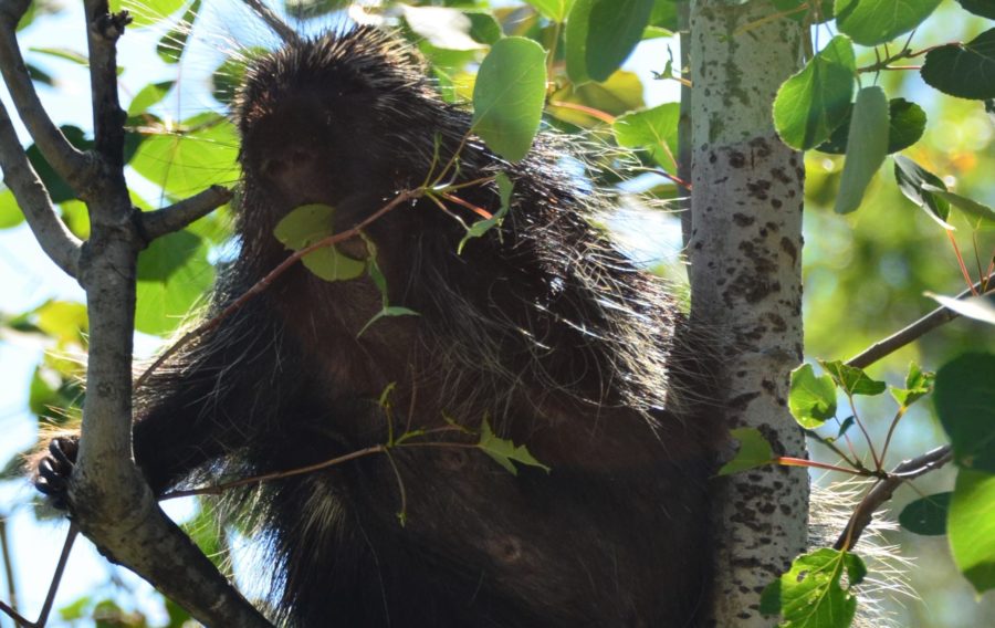 Porcupine in a tree