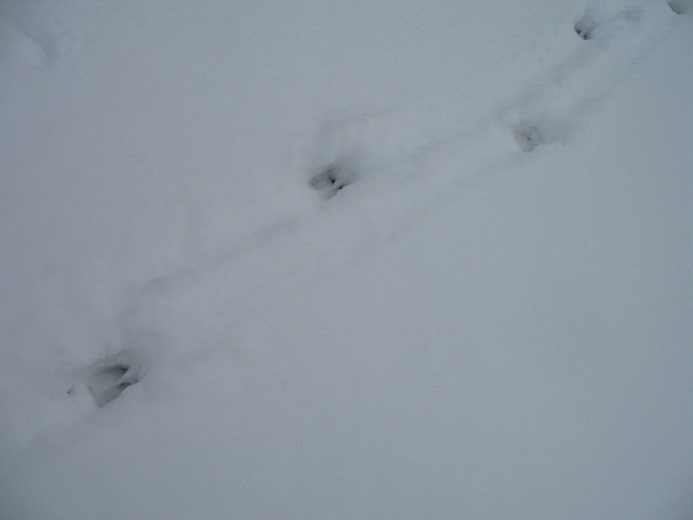 deer tracks