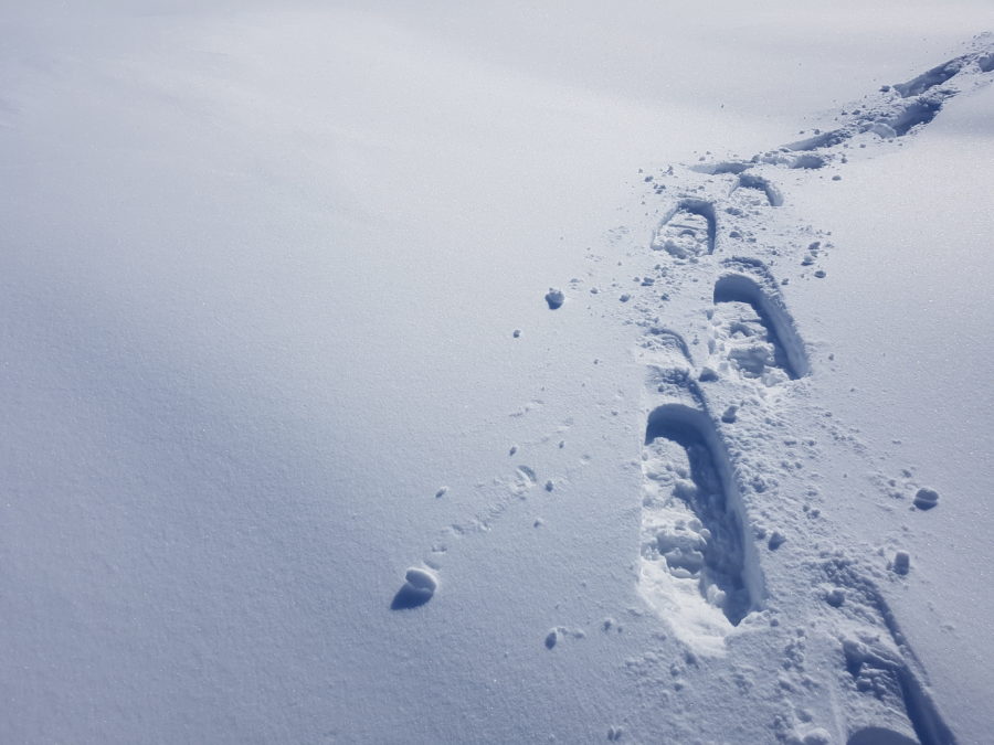 Snowshoe footprints in the snow