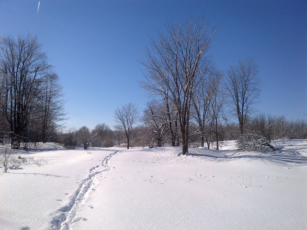 tracks through snow