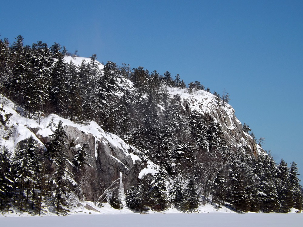 snowy forest