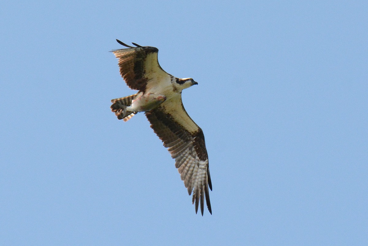 osprey in flight