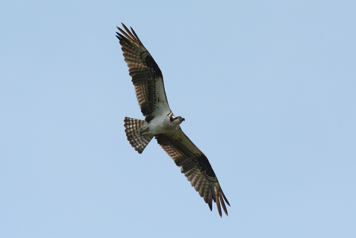 osprey in flight