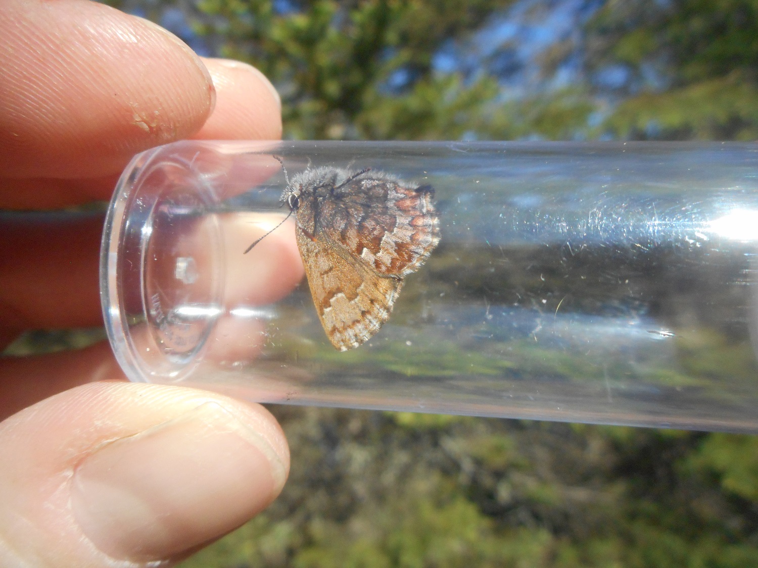 an Eastern Pine Elfin in a research jar