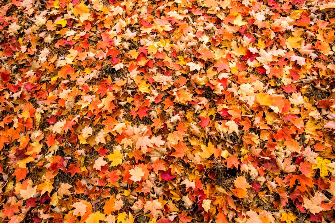 Fall leaves on the ground.