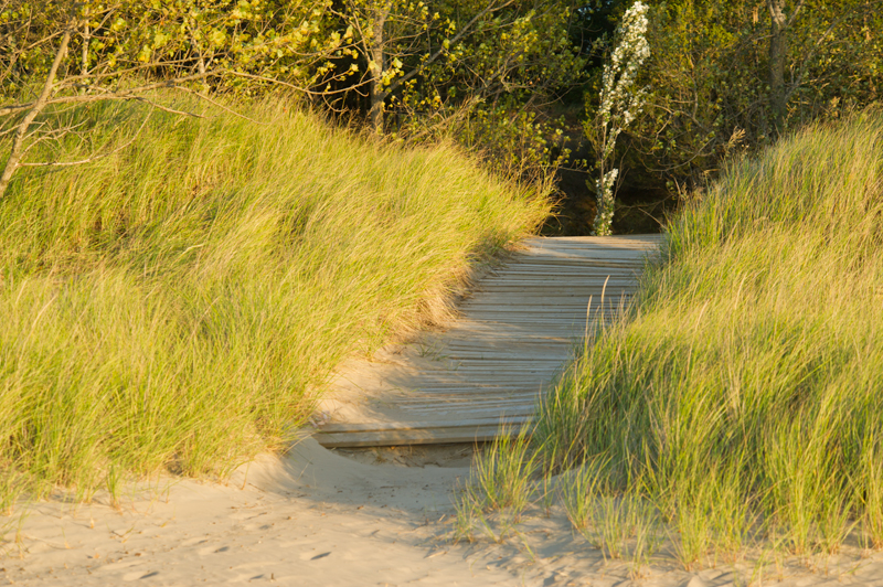 Marram grass in the sand at Pinery Beach.