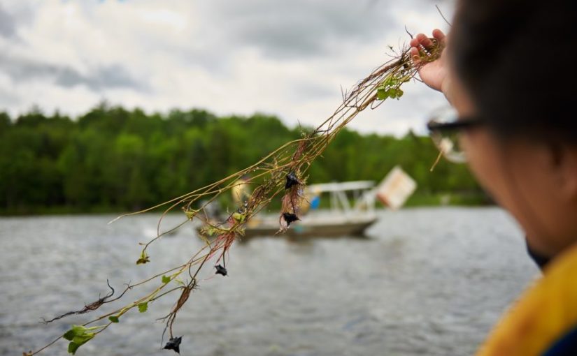 Staff picks invasive European Water Chestnut.