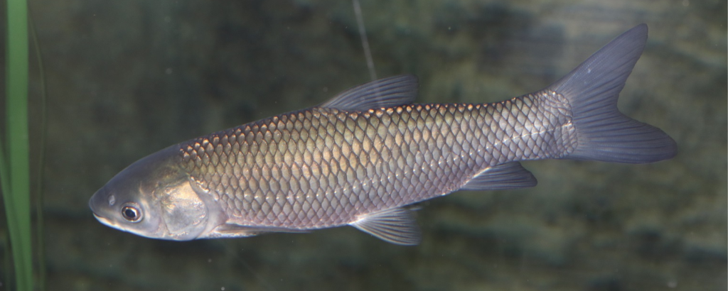 Carp