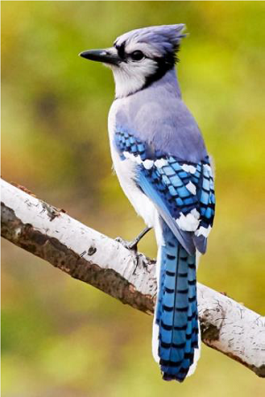 blue jay