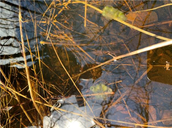 vernal pool