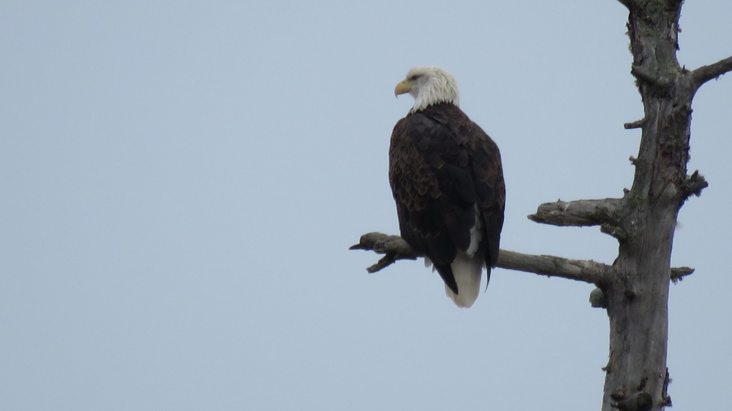 Bald Eagle on branch