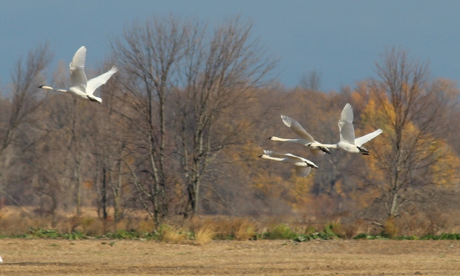 Tundra swans flying.