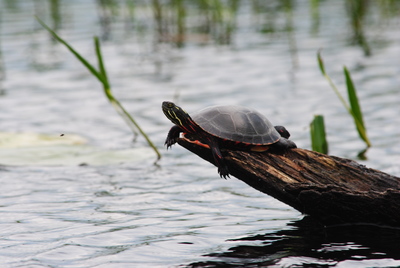 A painted turtle on a log.