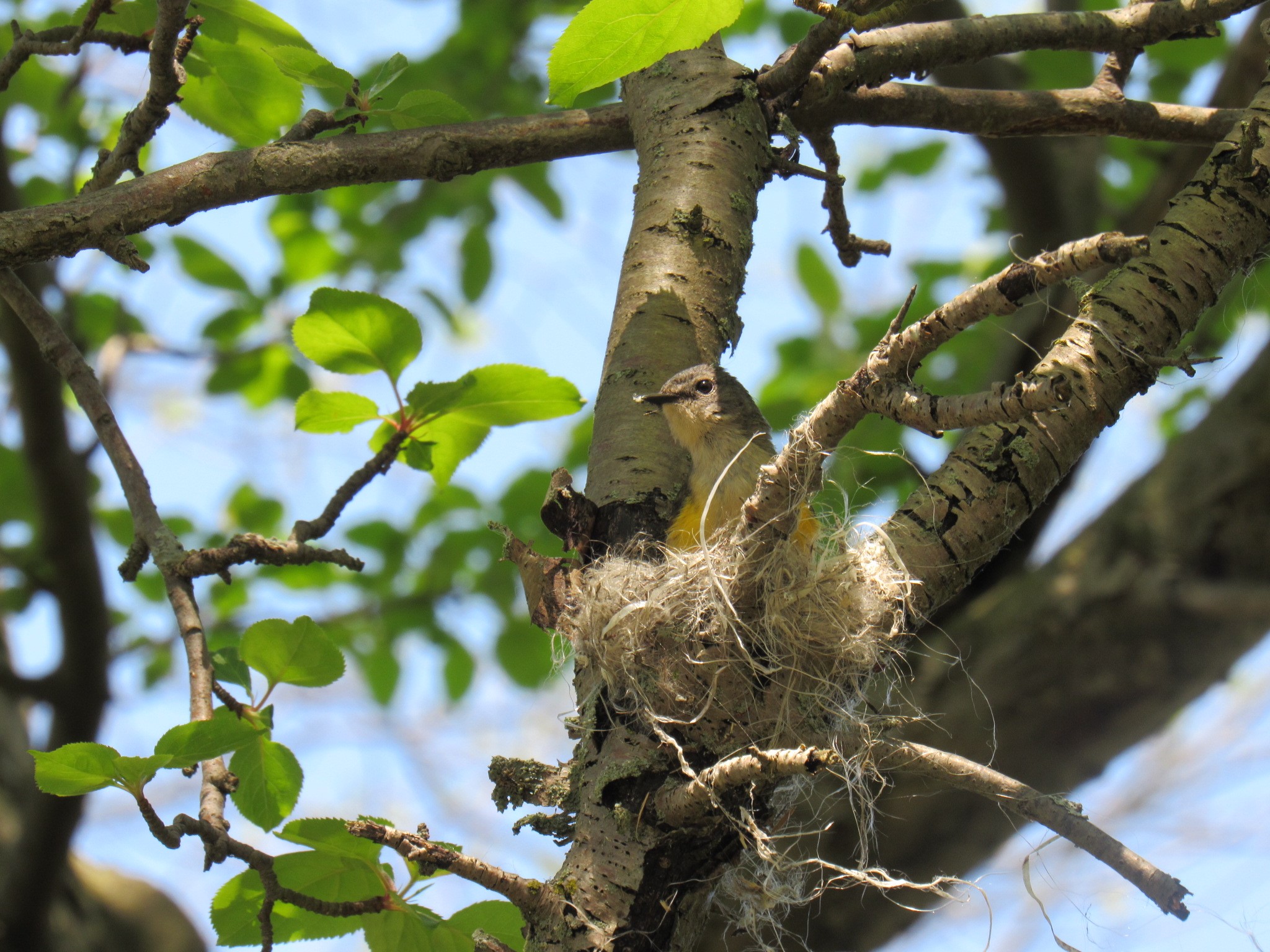 bird in nest