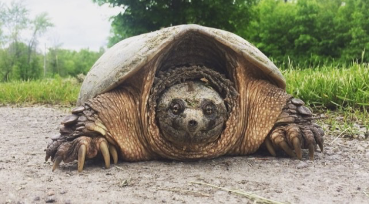 snapping turtle