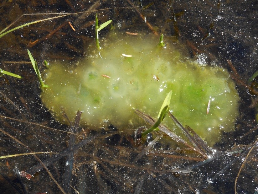 egg mass