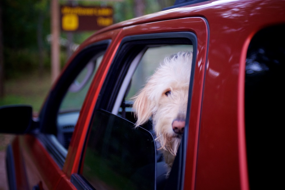 dog in car