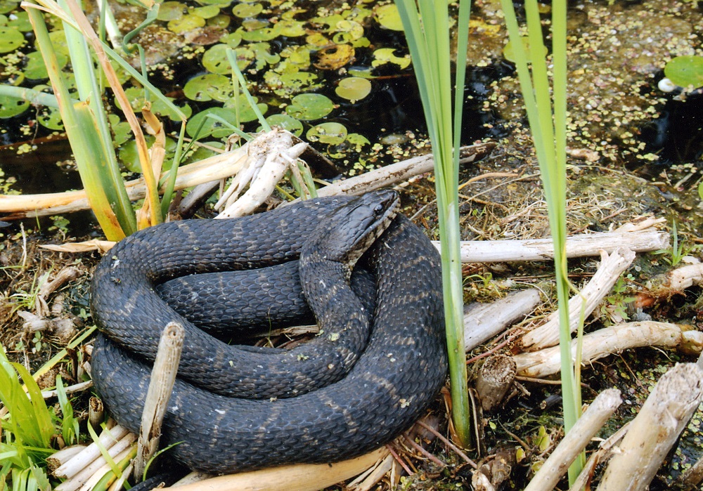 watersnake