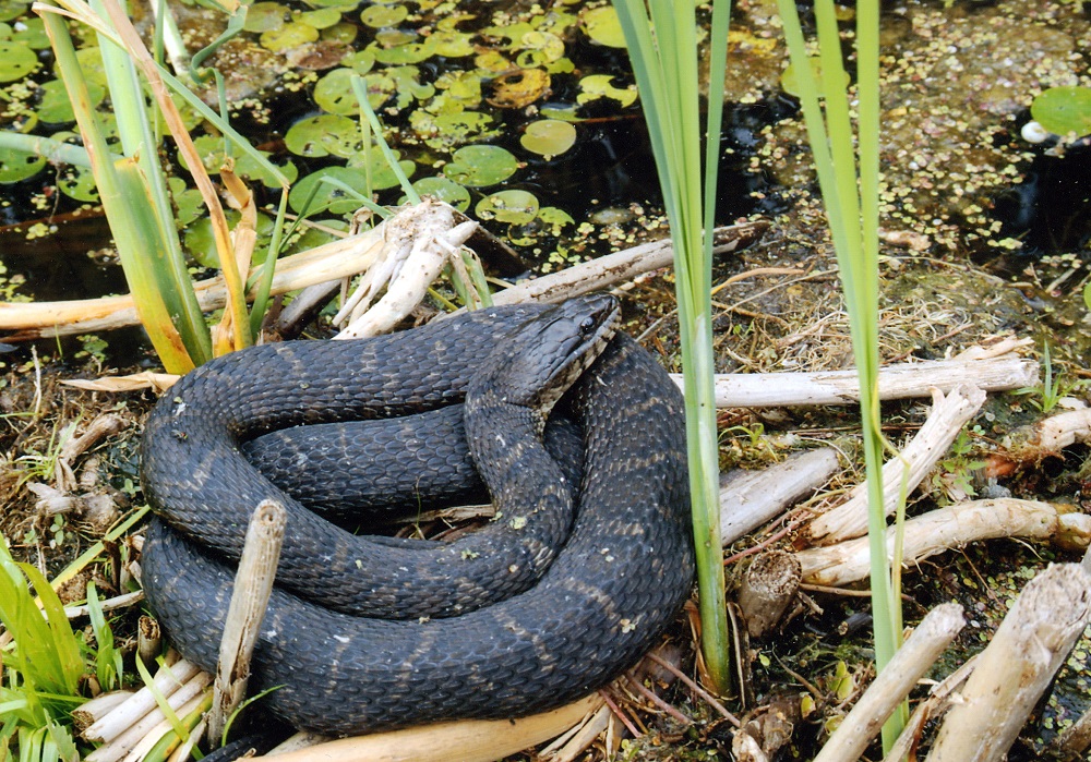Northern Watersnake