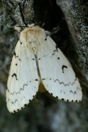 Gypsy Moth