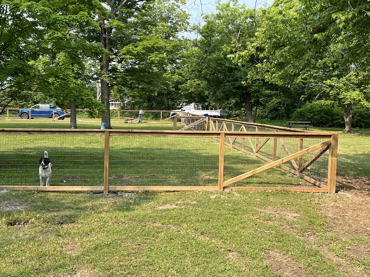 dog inside fenced off dog area