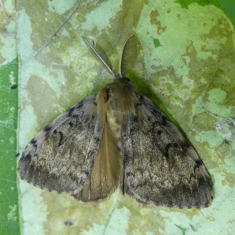 Gypsy moth